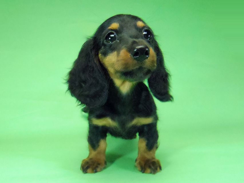 ダックスフンド ルヒィ & ジムダンディの子犬 ブラタン 女の子②