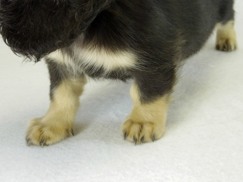 カニヘンダックス 子犬 ブラッククリーム男の子 カニヘンダックス 子犬 ブラッククリーム男の子