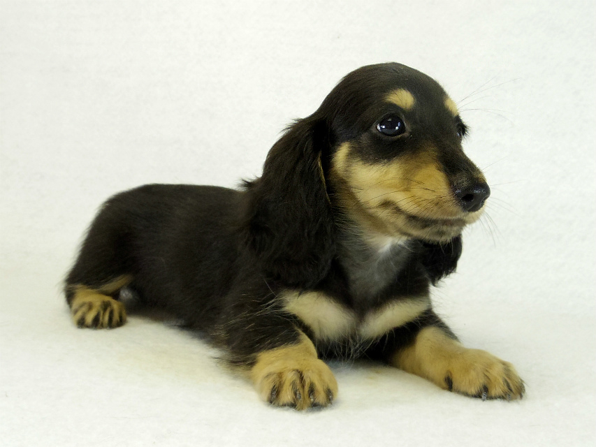 カニヘンダックス　子犬　ブラッククリーム男の子