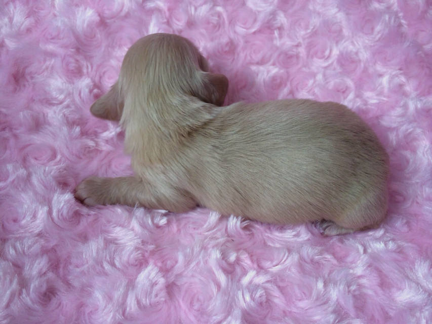 ローラ.miの赤ちゃん ピュアクリーム男の子 お写真初登場です ローラ.miの赤ちゃん ピュアクリーム男の子 お写真初登場です