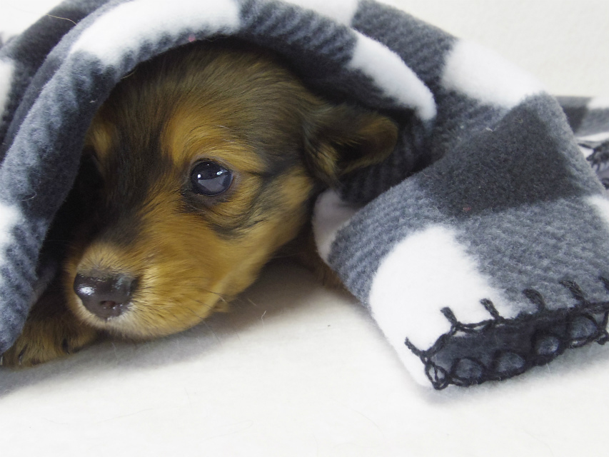 ミニチュアダックス 子犬 Sレット男の子 ミニチュアダックス 子犬 Sレット男の子