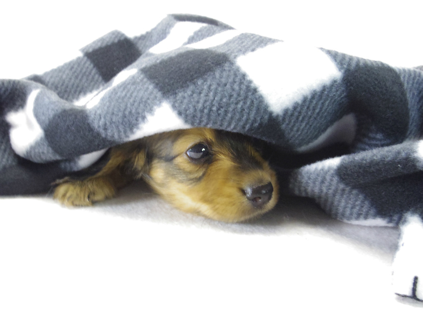 ミニチュアダックス 子犬 シェーデットレッド男の子 ミニチュアダックス 子犬 シェーデットレッド男の子