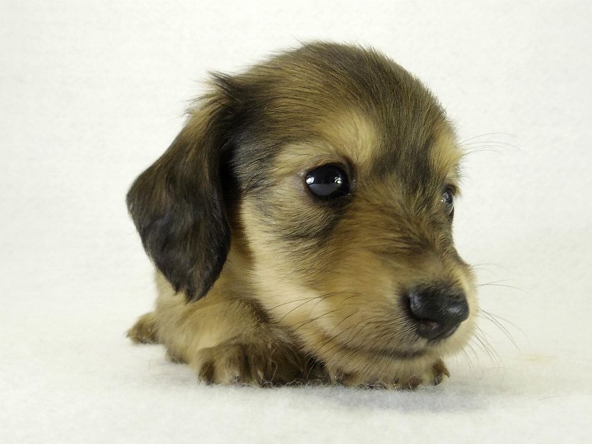 カニヘンダックス　子犬　シェーデットクリーム男の子