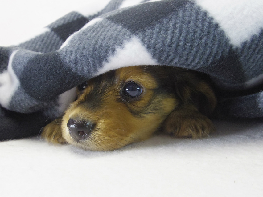ミニチュアダックス 子犬 シェーデットレッド男の子 ミニチュアダックス 子犬 シェーデットレッド男の子