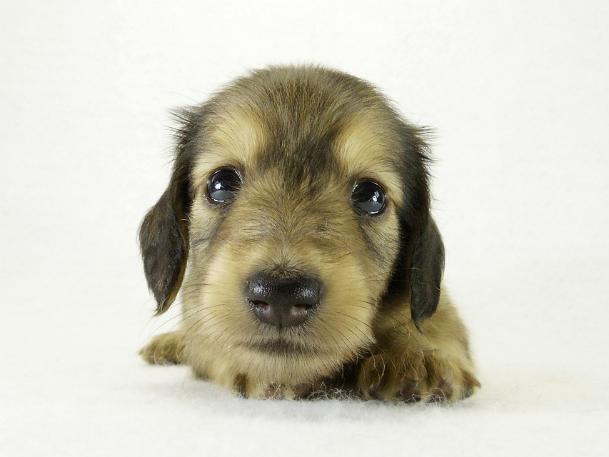 カニヘンダックス　子犬　シェーデットクリーム男の子