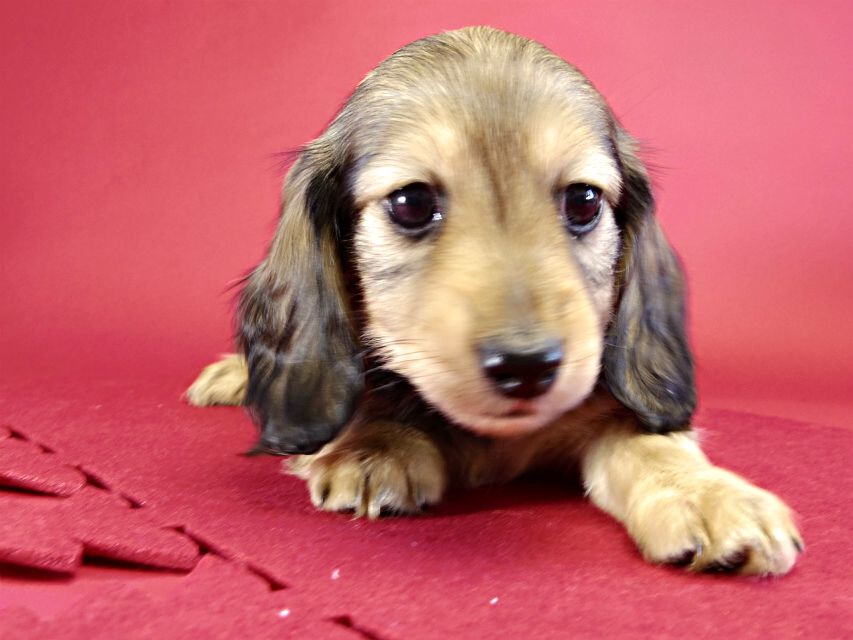 カニヘンダックス　仔犬　シェーデットクリーム女の子