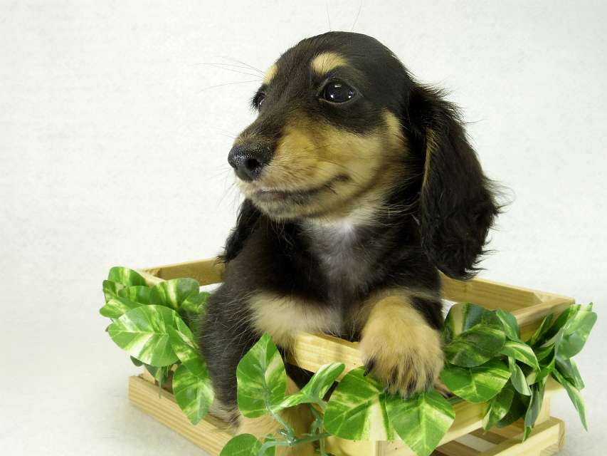 カニヘンダックス　子犬　ブラッククリーム男の子