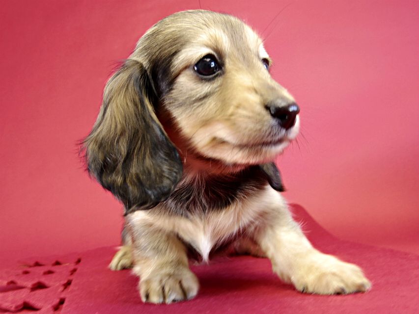 カニヘンダックス　仔犬　シェーデットクリーム女の子