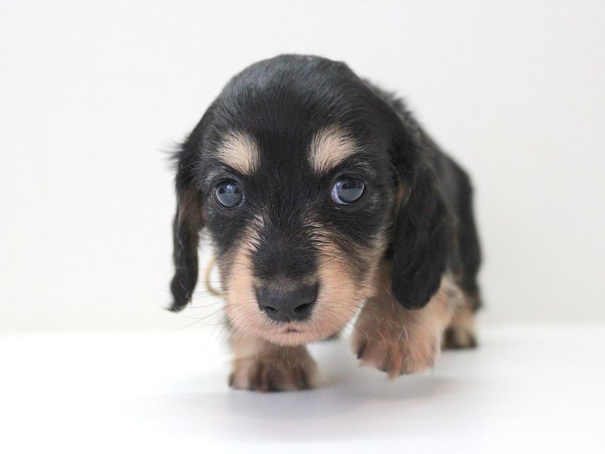 ダックスフンド カニンヘン メリア & ダルク君の子犬 ブラッククリーム 男の子③