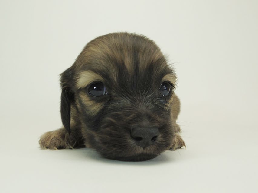 ダックスフンド カニンヘン シャーロット.cs & ジムダンディの子犬 シェーデットクリーム 男の子 お写真初登場8 ダックスフンド カニンヘン シャーロット.cs & ジムダンディの子犬 シェーデットクリーム 男の子 お写真初登場