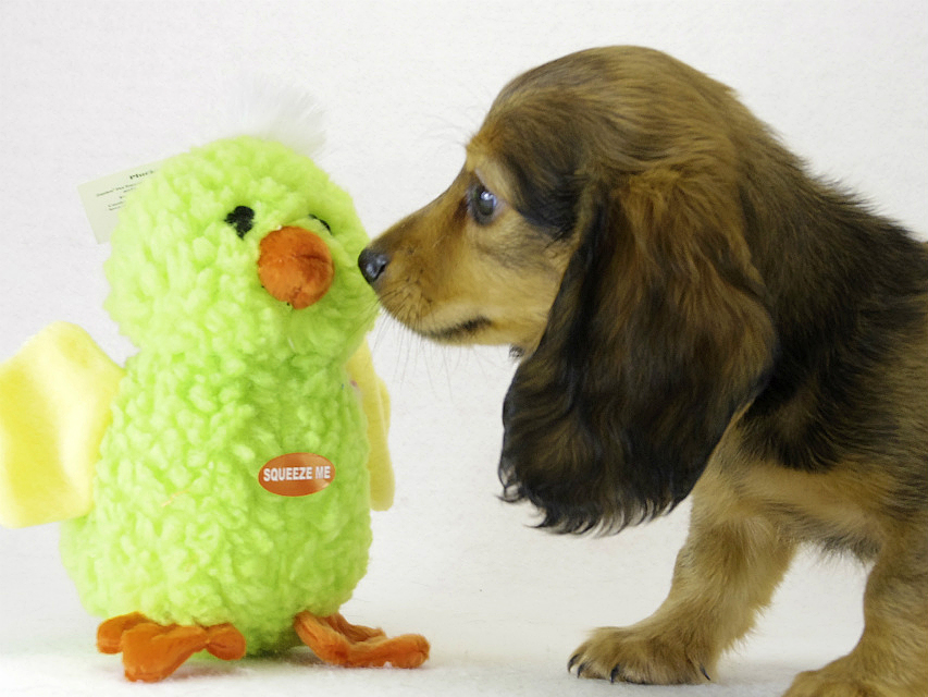 ミニチュアダックス レッド 男の子 ミニチュアダックス レッド 男の子