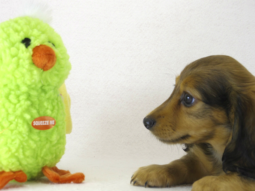 ミニチュアダックス シェーデットレット男の子 ミニチュアダックス シェーデットレット男の子