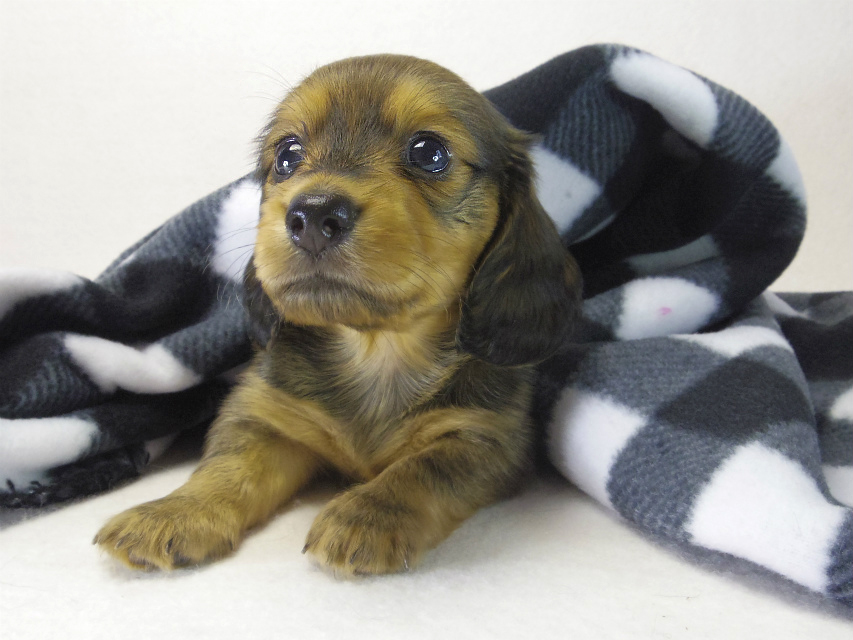 ミニチュアダックス 子犬 シェーデットレッド男の子 ミニチュアダックス 子犬 シェーデットレッド男の子