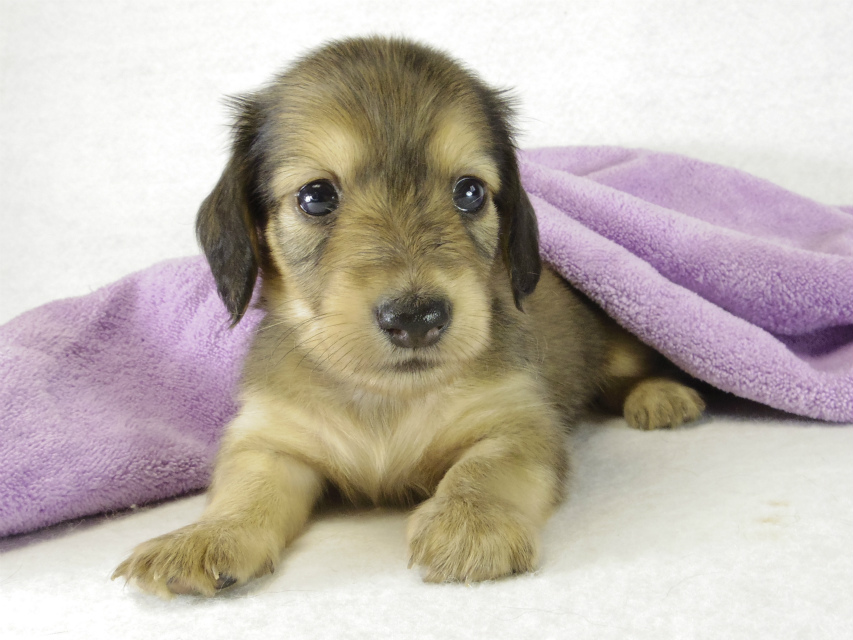 カニヘンダックス　子犬　シェーデットクリーム男の子