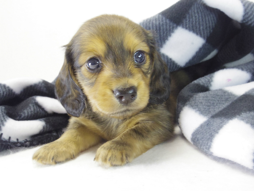 ミニチュアダックス 子犬 シェーデットレッド男の子 ミニチュアダックス 子犬 シェーデットレッド男の子