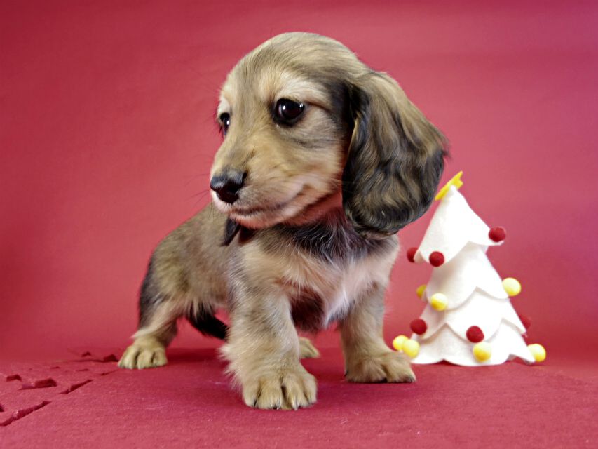 カニヘンダックス　仔犬　シェーデットクリーム女の子