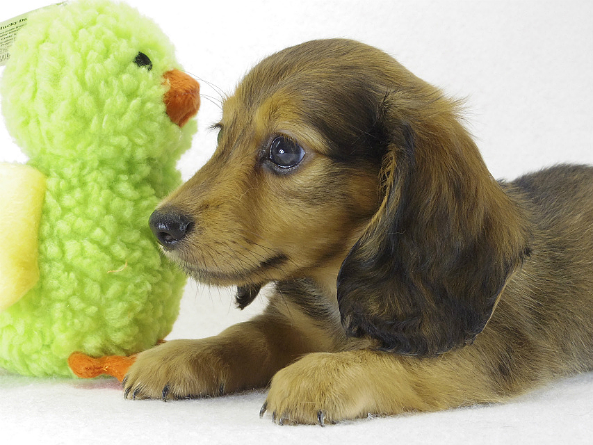 ミニチュアダックス シェーデットレット男の子 ミニチュアダックス シェーデットレット男の子