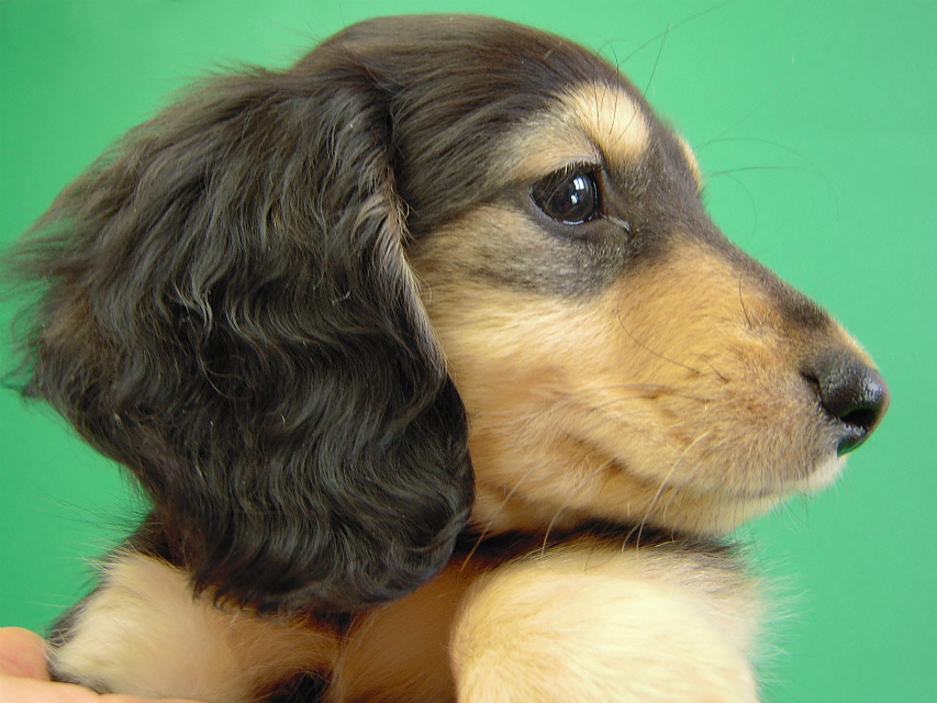 カニヘン 子犬 ブラクリ女の子 カニヘン 子犬 ブラクリ女の子