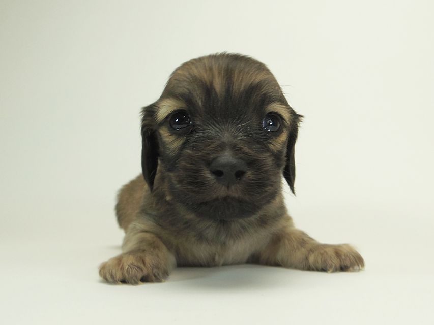 ダックスフンド カニンヘン シャーロット.cs & ジムダンディの子犬 シェーデットクリーム 男の子 お写真初登場6 ダックスフンド カニンヘン シャーロット.cs & ジムダンディの子犬 シェーデットクリーム 男の子 お写真初登場