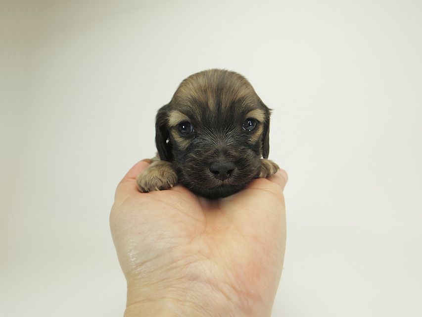 ダックスフンド カニンヘン シャーロット.cs & ジムダンディの子犬 シェーデットクリーム 男の子 お写真初登場10 ダックスフンド カニンヘン シャーロット.cs & ジムダンディの子犬 シェーデットクリーム 男の子 お写真初登場