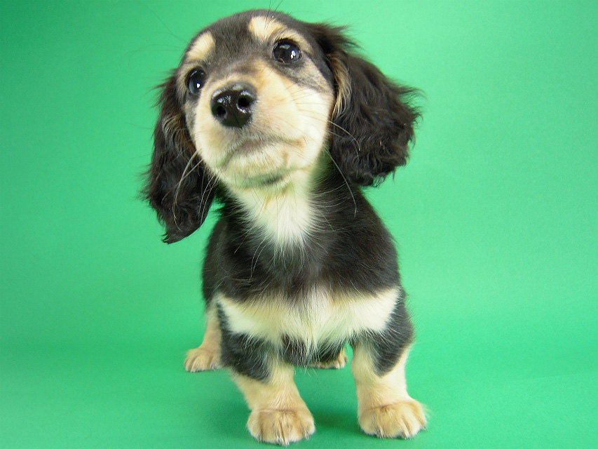 カニヘン 子犬 ブラクリ女の子 カニヘン 子犬 ブラクリ女の子