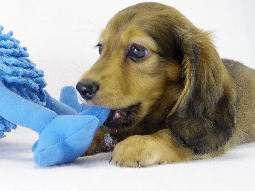 ミニチュアダックス シェーデットレット男の子 ミニチュアダックス シェーデットレット男の子