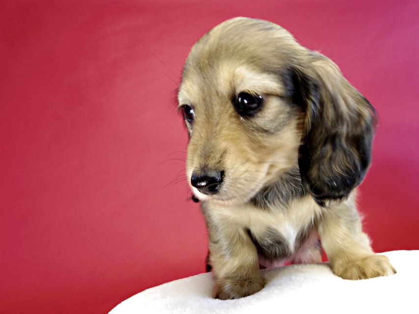 カニヘンダックス　仔犬　シェーデットクリーム女の子