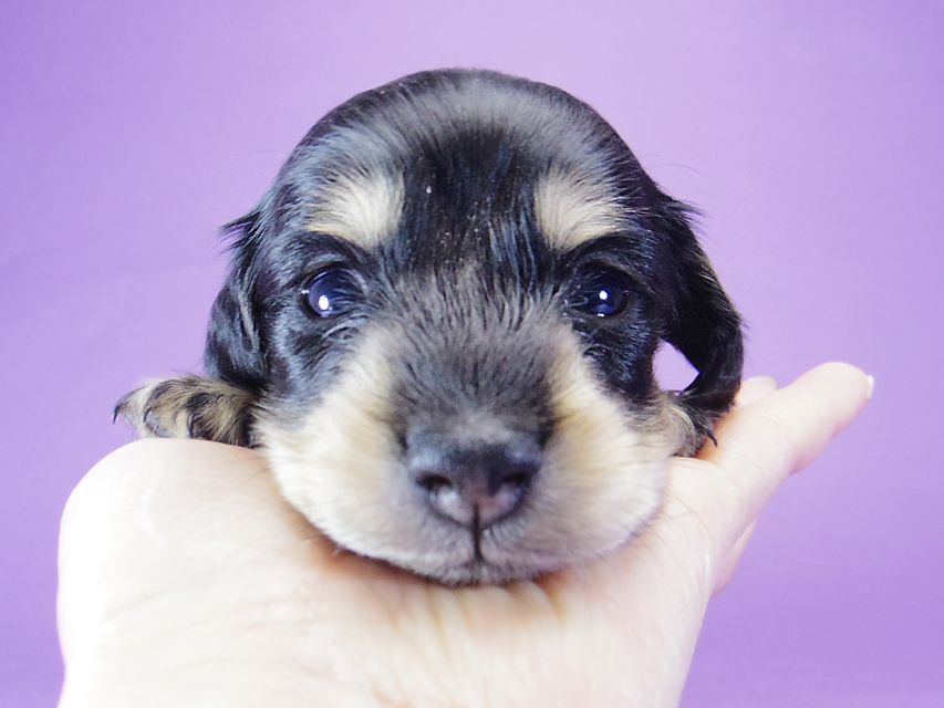 カニンヘン ダックスフンド 楓 & オスカルの子犬  12/12生まれ ブラッククリーム 男の子