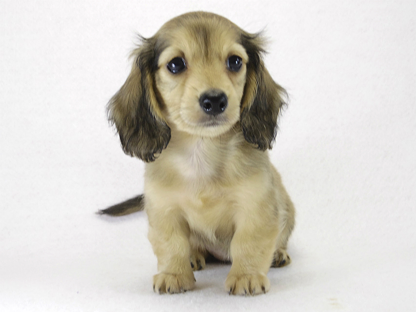 ミニチュアダックス ブラクリ女の子 ミニチュアダックス ブラクリ女の子