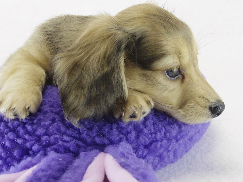 ミニチュアダックス ブラクリ女の子 ミニチュアダックス ブラクリ女の子