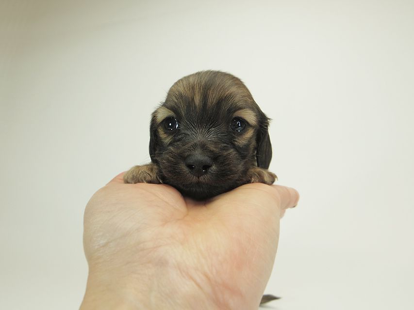 ダックスフンド カニンヘン シャーロット.cs & ジムダンディの子犬 シェーデットクリーム 男の子 お写真初登場11 ダックスフンド カニンヘン シャーロット.cs & ジムダンディの子犬 シェーデットクリーム 男の子 お写真初登場