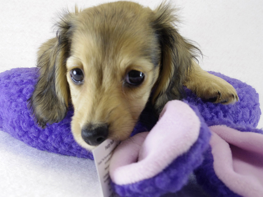 ミニチュアダックス ブラクリ女の子 ミニチュアダックス ブラクリ女の子