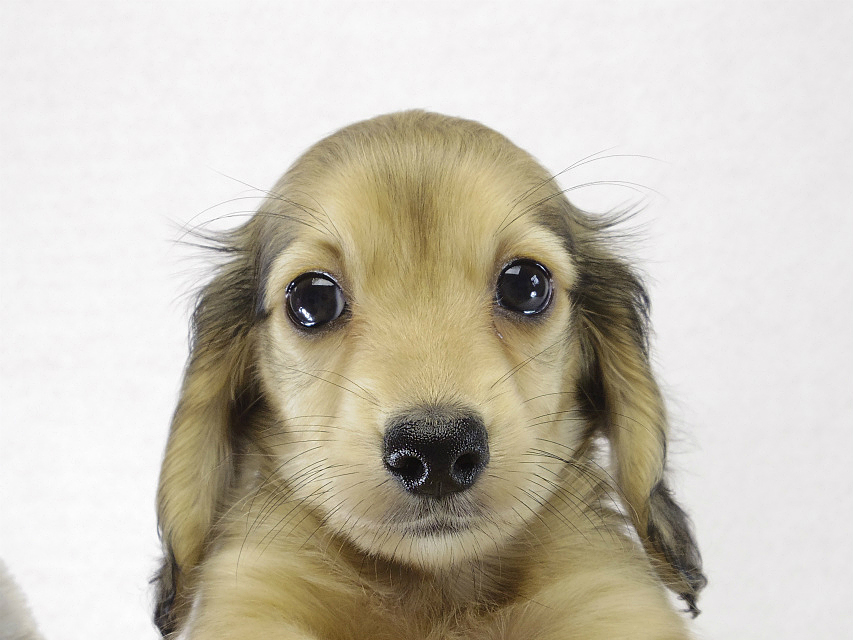 ミニチュアダックス ブラクリ女の子 ミニチュアダックス ブラクリ女の子