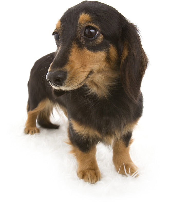 エルナ カニンヘンダックス ブラック＆タン