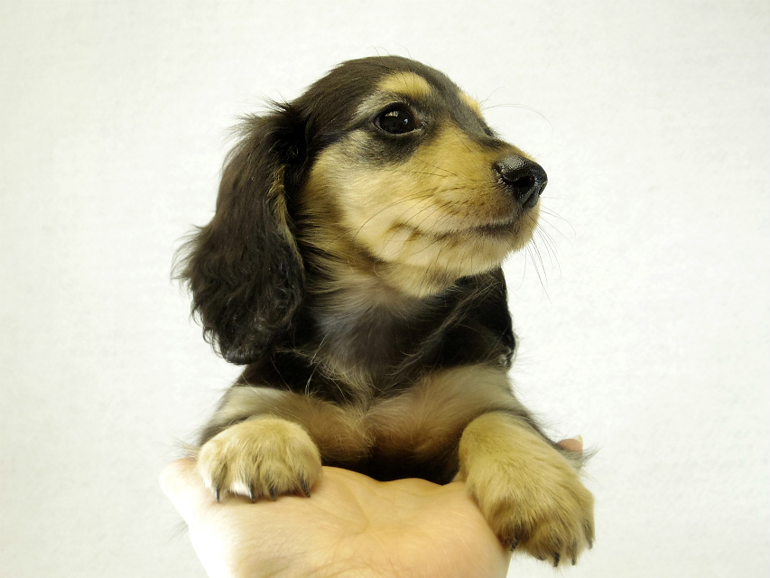 カニヘンダックス　子犬　ブラッククリーム女の子