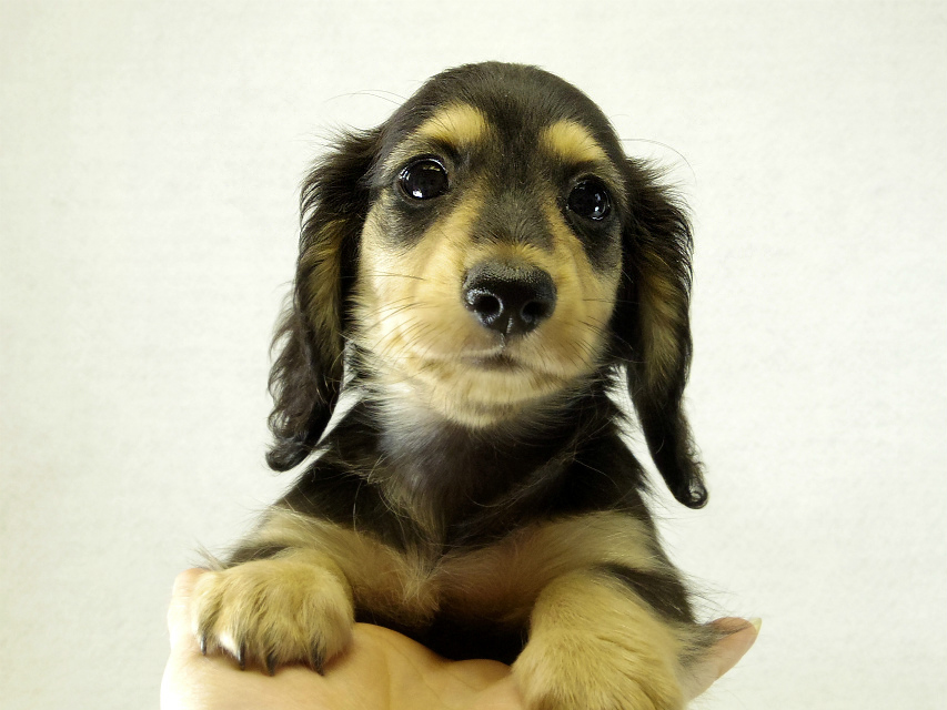 カニヘンダックス　子犬　ブラッククリーム女の子