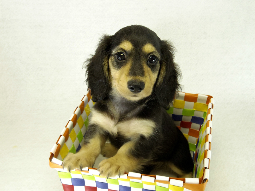 カニヘンダックス　子犬　ブラッククリーム女の子