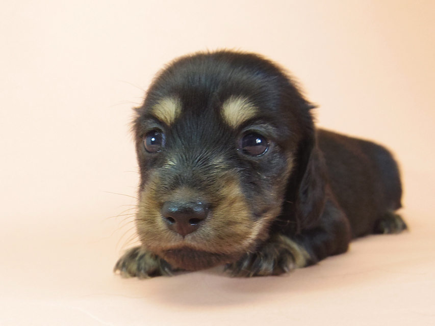 月子 & ジムダンディの子犬 ブラッククリーム 女の子469 月子 & ジムダンディの子犬 ブラッククリーム 女の子