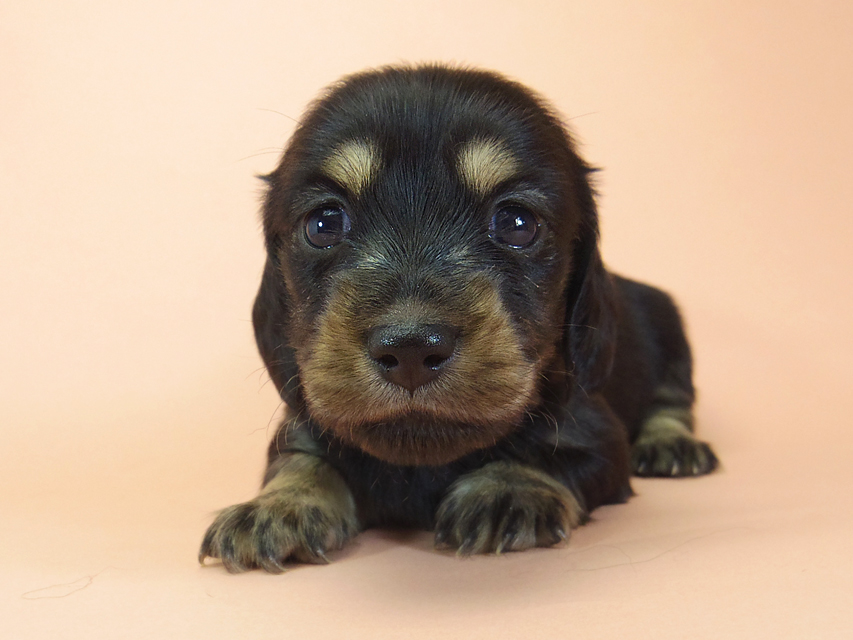 月子 & ジムダンディの子犬 ブラッククリーム 女の子471 月子 & ジムダンディの子犬 ブラッククリーム 女の子