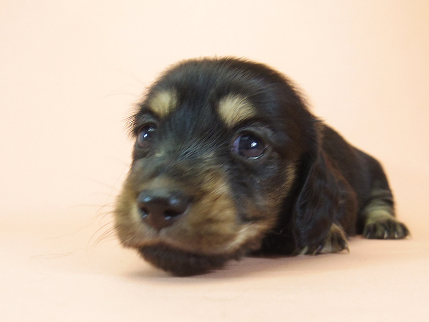 月子 & ジムダンディの子犬 ブラッククリーム 女の子473 月子 & ジムダンディの子犬 ブラッククリーム 女の子