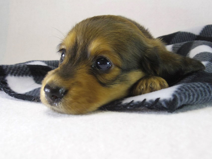 ミニチュアダックス 子犬 シェーデットレッド男の子 ミニチュアダックス 子犬 シェーデットレッド男の子