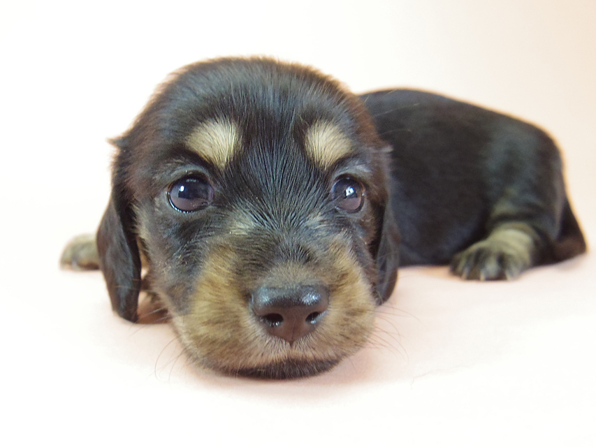 月子 & ジムダンディの子犬 ブラッククリーム 女の子474 月子 & ジムダンディの子犬 ブラッククリーム 女の子