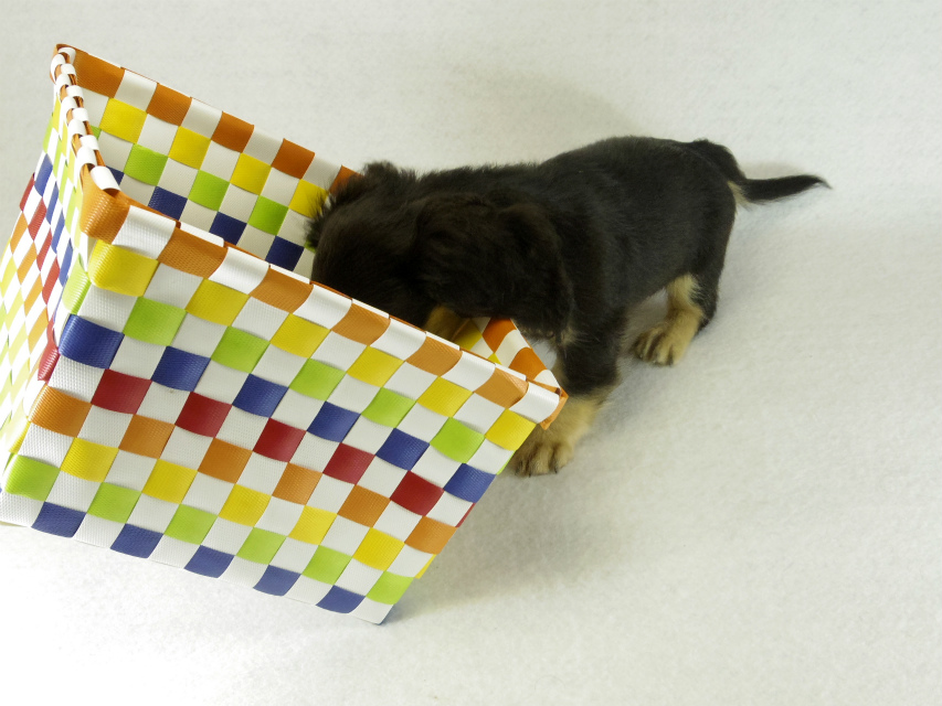 カニヘンダックス　子犬　ブラッククリーム女の子