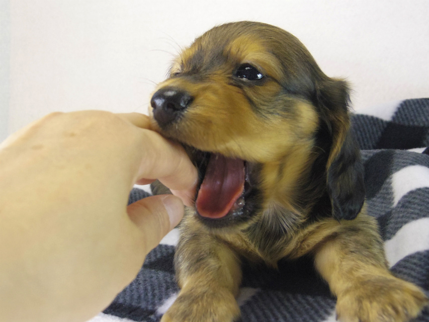 ミニチュアダックス 子犬 シェーデットレッド男の子 ミニチュアダックス 子犬 シェーデットレッド男の子