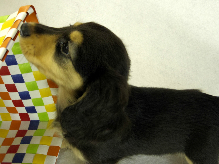 カニヘンダックス　子犬　ブラッククリーム女の子