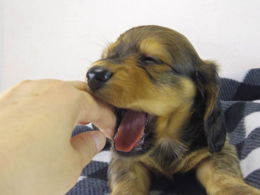 ミニチュアダックス 子犬 シェーデットレッド男の子 ミニチュアダックス 子犬 シェーデットレッド男の子