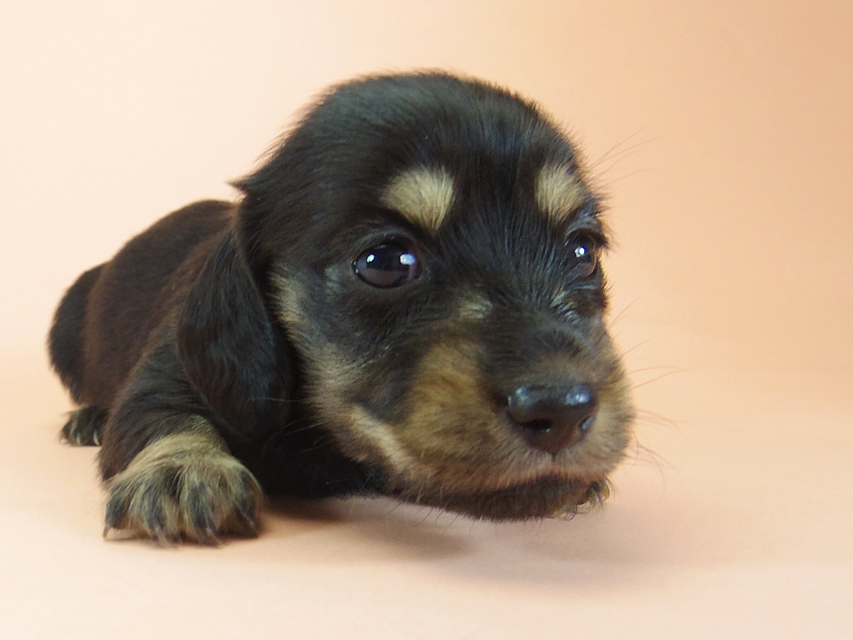 月子 & ジムダンディの子犬 ブラッククリーム 女の子477 月子 & ジムダンディの子犬 ブラッククリーム 女の子