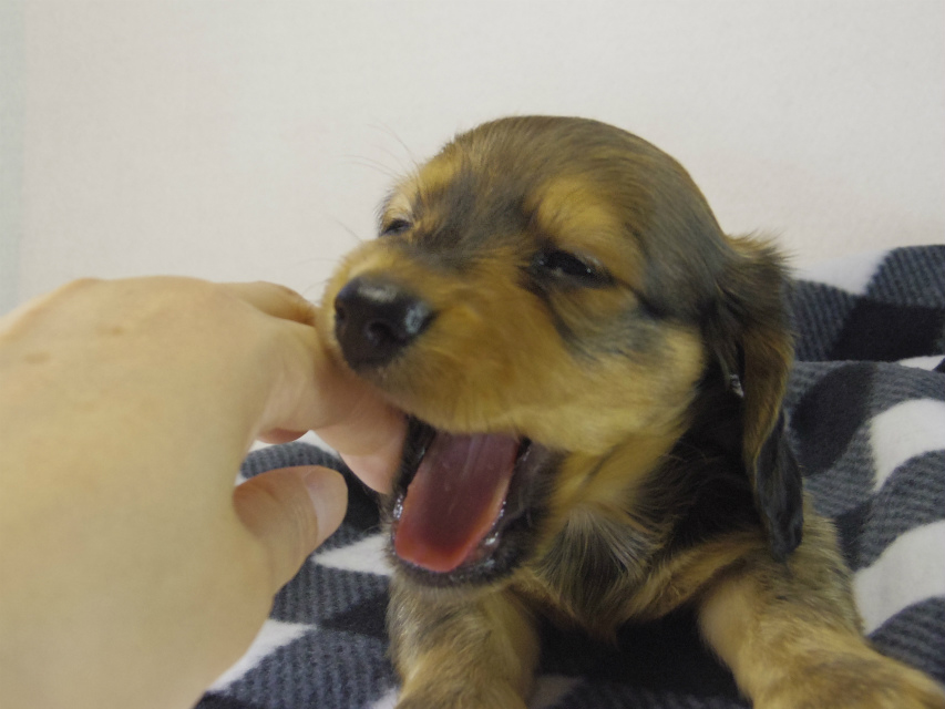 ミニチュアダックス 子犬 シェーデットレッド男の子 ミニチュアダックス 子犬 シェーデットレッド男の子