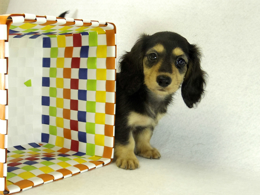 カニヘンダックス　子犬　ブラッククリーム女の子