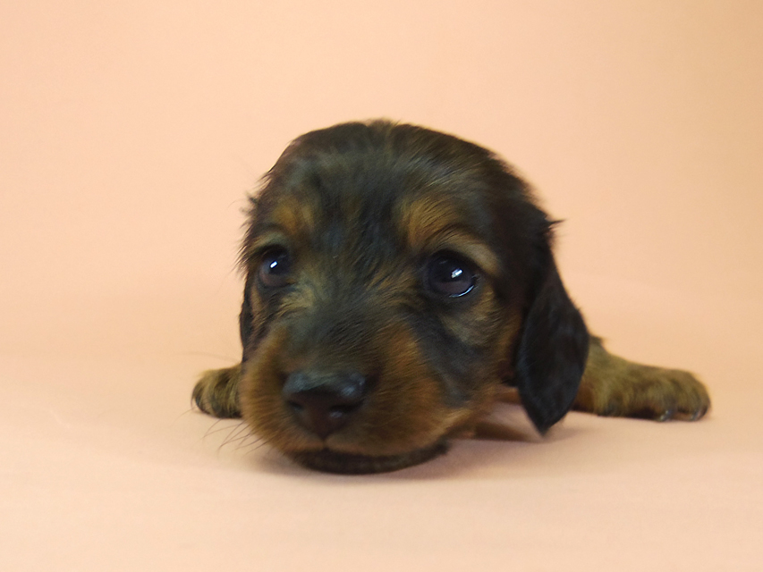 月子 & ジムダンディの子犬 シェーデットレッド 女の子